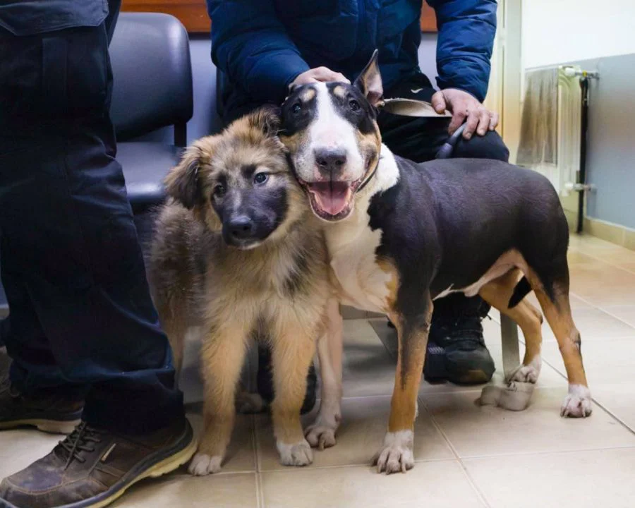 Solicitan tomar precauciones en el cuidado de los perros en Río Grande