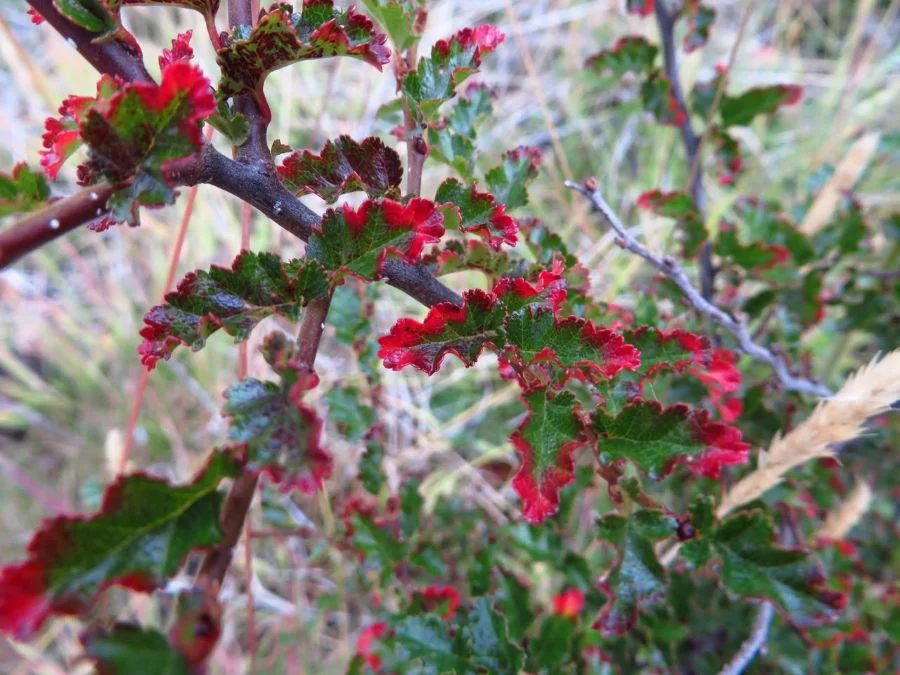 Se presentó el capítulo de la guía de ‘Flora de las Áreas Naturales Protegidas de TDF’