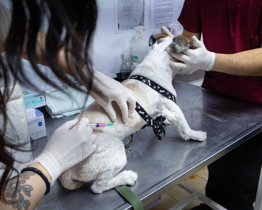 Río Grande se prepara para una nueva jornada de cuidado para mascotas