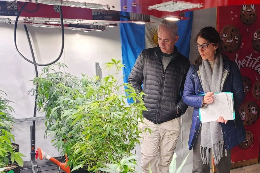 Destacan el nivel técnico y el potencial del cultivo fueguino de cannabis medicinal