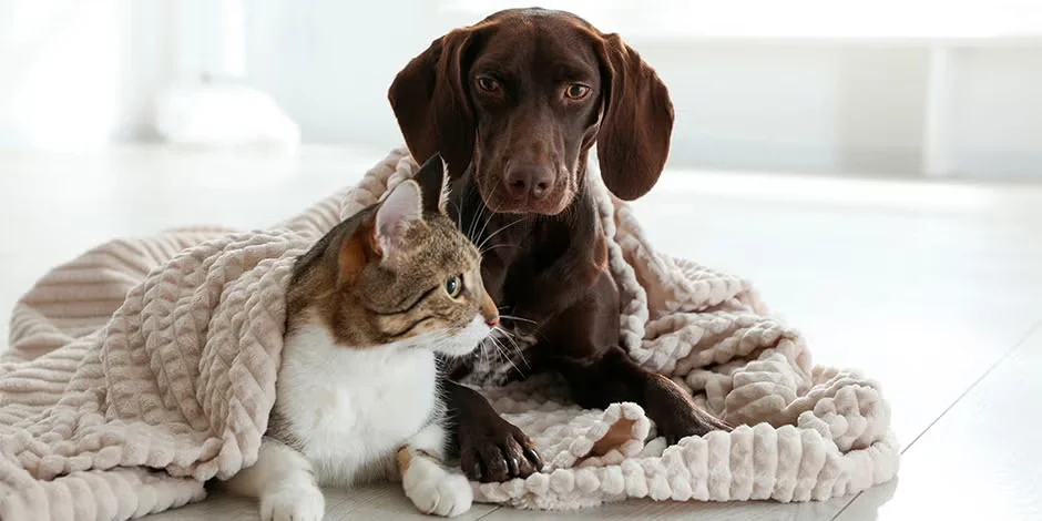 Cuidado de mascotas ante las bajas temperaturas
